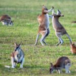 2 kangaroos fighting each other along with the kangaroos lying down on a grass field that represents the Criminal Lawyer Perth cases which is common assault charges discontinuation.